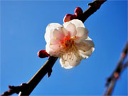 ��y�@�@�����R�@�����@�@�@�����i�Ȗ،������s���s�j�z�[���y�[�W