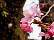 ��y�@�@�����R�@�����@�@�@�����i�Ȗ،������s���s�j�z�[���y�[�W