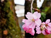 ��y�@�@�����R�@�����@�@�@�����i�Ȗ،������s���s�j�z�[���y�[�W