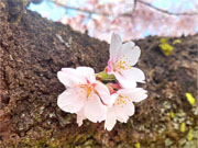 ��y�@�@�����R�@�����@�@�@�����i�Ȗ،������s���s�j�z�[���y�[�W