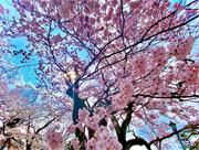 ��y�@�@�����R�@�����@�@�@�����i�Ȗ،������s���s�j�z�[���y�[�W