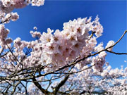 ��y�@�@�����R�@�����@�@�@�����i�Ȗ،������s���s�j�z�[���y�[�W