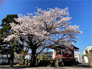 ��y�@�@�����R�@�����@�@�@�����i�Ȗ،������s���s�j�z�[���y�[�W