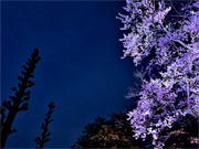 ��y�@�@�����R�@�����@�@�@�����i�Ȗ،������s���s�j�z�[���y�[�W