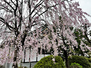 ��y�@�@�����R�@�����@�@�@�����i�Ȗ،������s���s�j�z�[���y�[�W