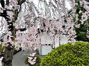 ��y�@�@�����R�@�����@�@�@�����i�Ȗ،������s���s�j�z�[���y�[�W