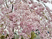 ��y�@�@�����R�@�����@�@�@�����i�Ȗ،������s���s�j�z�[���y�[�W