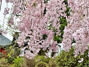 ��y�@�@�����R�@�����@�@�@�����i�Ȗ،������s���s�j�z�[���y�[�W