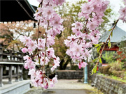 ��y�@�@�����R�@�����@�@�@�����i�Ȗ،������s���s�j�z�[���y�[�W