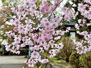 ��y�@�@�����R�@�����@�@�@�����i�Ȗ،������s���s�j�z�[���y�[�W