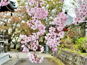 ��y�@�@�����R�@�����@�@�@�����i�Ȗ،������s���s�j�z�[���y�[�W