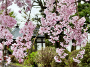 ��y�@�@�����R�@�����@�@�@�����i�Ȗ،������s���s�j�z�[���y�[�W