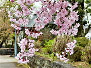 ��y�@�@�����R�@�����@�@�@�����i�Ȗ،������s���s�j�z�[���y�[�W