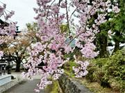 ��y�@�@�����R�@�����@�@�@�����i�Ȗ،������s���s�j�z�[���y�[�W