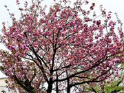 ��y�@�@�����R�@�����@�@�@�����i�Ȗ،������s���s�j�z�[���y�[�W