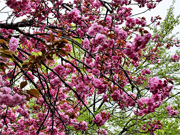 ��y�@�@�����R�@�����@�@�@�����i�Ȗ،������s���s�j�z�[���y�[�W