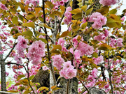 ��y�@�@�����R�@�����@�@�@�����i�Ȗ،������s���s�j�z�[���y�[�W