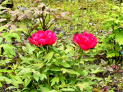 ��y�@�@�����R�@�����@�@�@�����i�Ȗ،������s���s�j�z�[���y�[�W