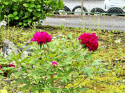 ��y�@�@�����R�@�����@�@�@�����i�Ȗ،������s���s�j�z�[���y�[�W