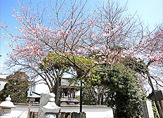 ��y�@�@�����R�@�����@�@�@�����i�Ȗ،������s���s�j�z�[���y�[�W