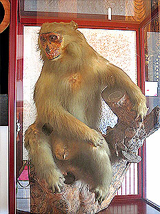 浄土宗 星顕山 光明院 如来寺(栃木県日光市今市)ホームページ